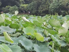 -龙头寺公园
