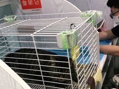 -纳吉亚猫专科动物医院·北北分院