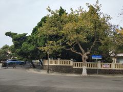 -八大关景区