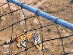 -西霞口神雕山野生动物世界
