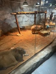 -Zoolung Zoolung动物主题公园(海信广场店)