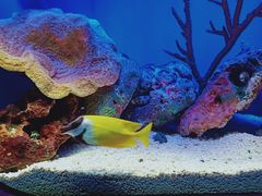 -上海海洋水族馆