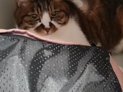 -北京观赏动物医院·24小时大型综合·猫专科·异宠专科