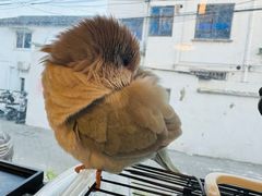 -吉丁鸟咖·异宠·寄养