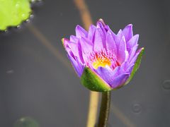 -四海公园(南山区)