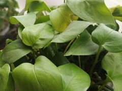 -风雅老树咖啡(福州路店)