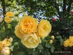 -都江堰玫瑰花溪谷