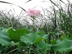 -荷塘月色湿地公园·向阳花洲