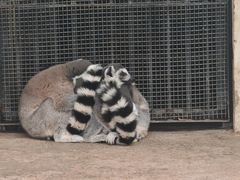 -石家庄市动物园