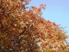 老爷山上的黄叶沙棘-老爷山风景区