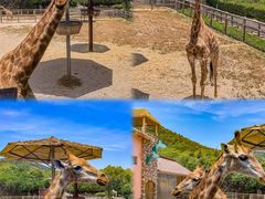-青岛森林野生动物世界