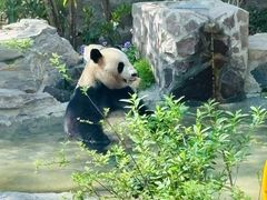 -上海野生动物园