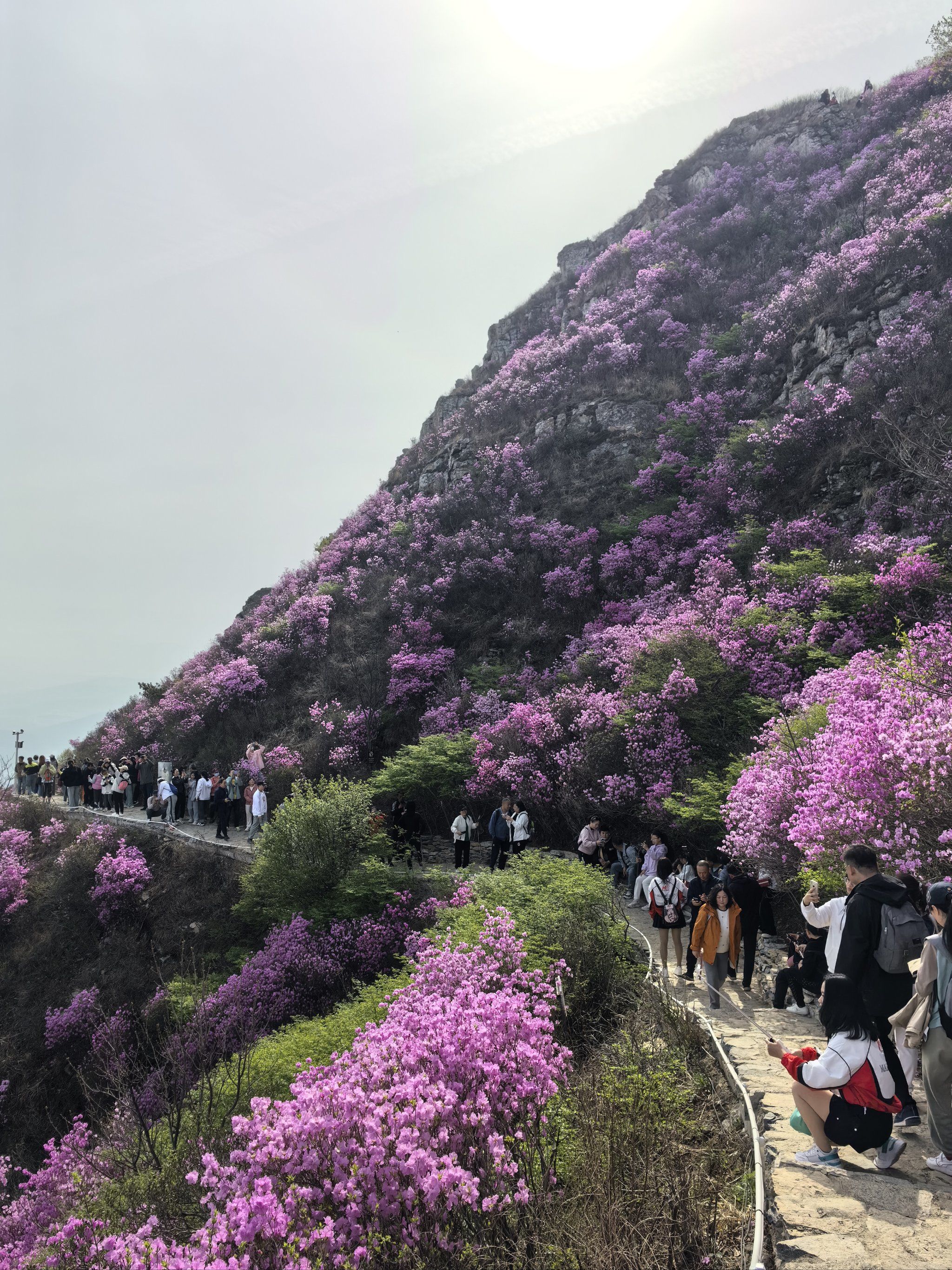 大黑山杜鹃花海