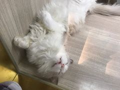 -飞行喵MR PILOT|猫舍·猫咖(静安大融城店)