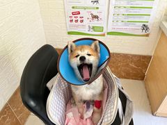 -美联众合动物医院·24h京西诊疗中心
