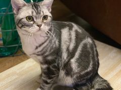 -猫大福·Fortune Cat猫舍(百子湾店)