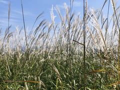 -大芦花风景区