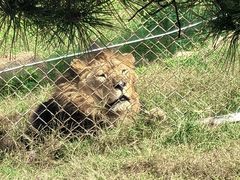 -西霞口神雕山野生动物世界