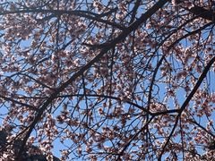 -桃花堤公园