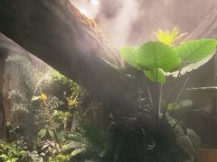 -西双版纳原始森林公园