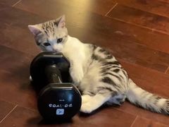 -Bastet sally猫舍购宠(静安店)