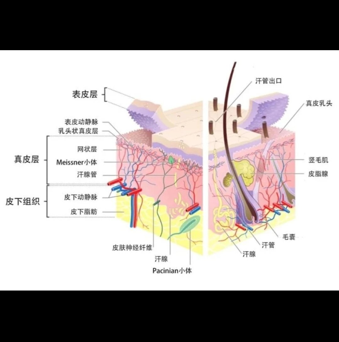 面部皮肤分为
�三大层
表皮层 真皮层和皮下组织
�八小