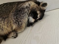 -浣熊柯尔鸭土拨鼠·电玩咖