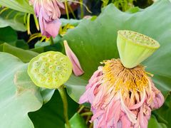 -上海植物园-4号门售票处