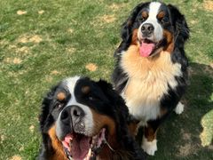 -趣玩宠物乐园寄养训犬训狗游泳池