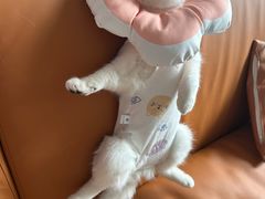 -创凡宠物医院·骨专科  猫科中心(西乡分院)