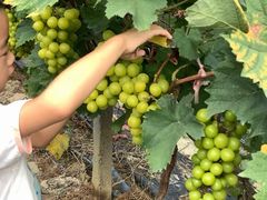 -广东花都香草世界旅游度假区