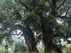 -杨家堂村