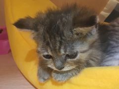 -Pets First伊珊娜洗护·精致美容·家庭式寄养(新会路店)
