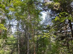 -五营红松林海景区