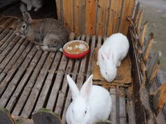 -上海崇明金茂凯悦酒店