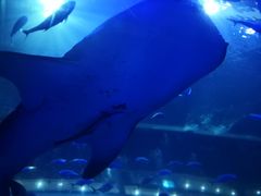 -成都浩海立方海洋公园