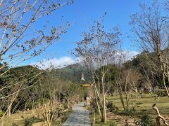 -深圳仙湖植物园