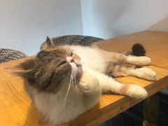-猫色咖啡·猫咖