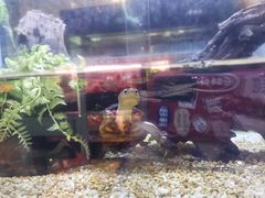 -中环花鸟鱼虫市场