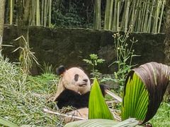 -都江堰中华大熊猫苑