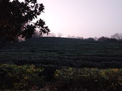 -翠茗农庄土菜馆(天目湖店)