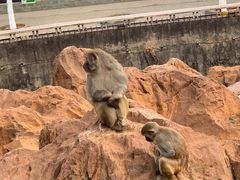 -昆明动物园