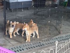 -柴犬高等学院·狗咖·柴犬售卖·宠物训练