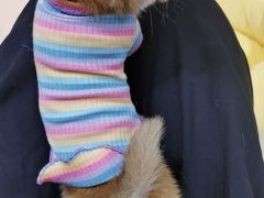 -逗柴咖啡屋·狗咖猫咖宠物桌游