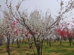 -洨河生态公园