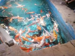 -石家庄海洋公园