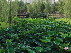 -沐仙湖湿地公园