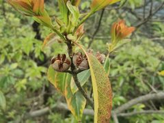 -羚羊峡古栈道森林公园