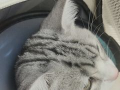 -艾贝尔宠物医院·24H转诊中心·肿瘤猫专科(江宁双龙店)
