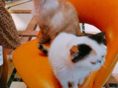 -猫色咖啡·猫咖